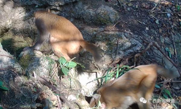 拍到了！多种“奇珍异兽”现身广西木论国家级自然保护区