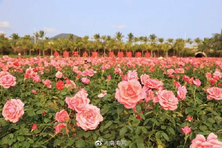 收藏！三亚花海打卡地