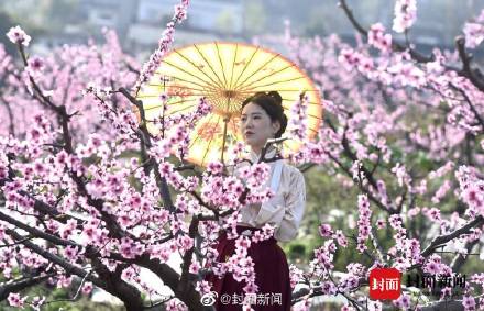 美不胜收！这不是画是成都的春天