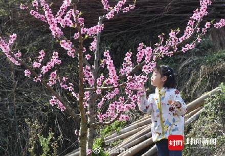 美不胜收！这不是画是成都的春天