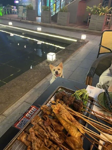 铲屎官必看！深圳夜间遛狗好去处合集