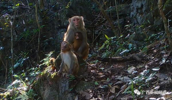 拍到了！多种“奇珍异兽”现身广西木论国家级自然保护区