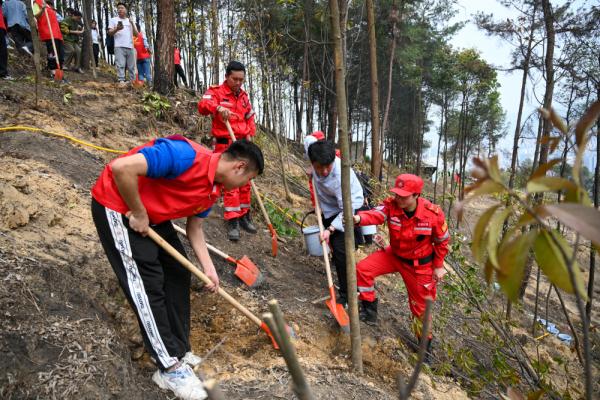 缙云山火扑救志愿者又上山了，这次是植树补苗