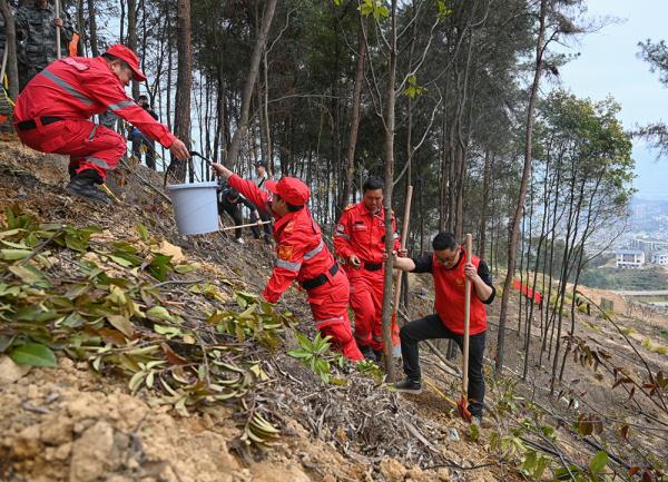 缙云山火扑救志愿者又上山了，这次是植树补苗