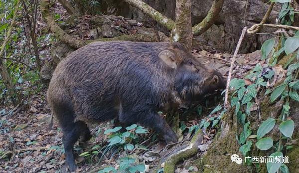 拍到了！多种“奇珍异兽”现身广西木论国家级自然保护区