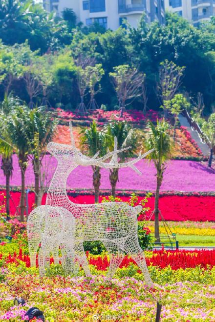 收藏！三亚花海打卡地