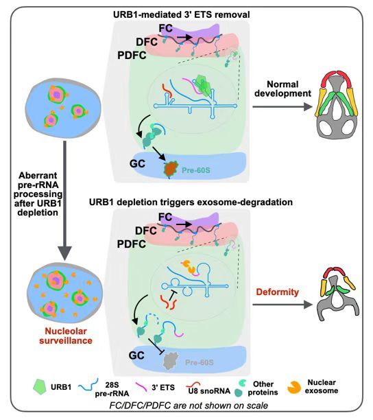 科学家发现核糖体RNA“超级工厂”运行新机制 科学家发现核糖体RNA“超级工厂”运行新机制
