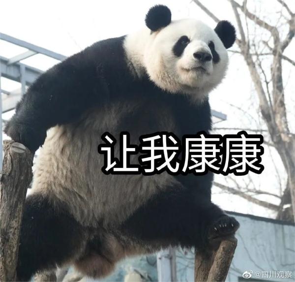 美国将公示“丫丫”“乐乐”回国证明！网友为全世界大熊猫操碎了心
