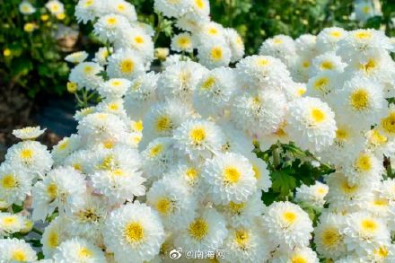 收藏！三亚花海打卡地