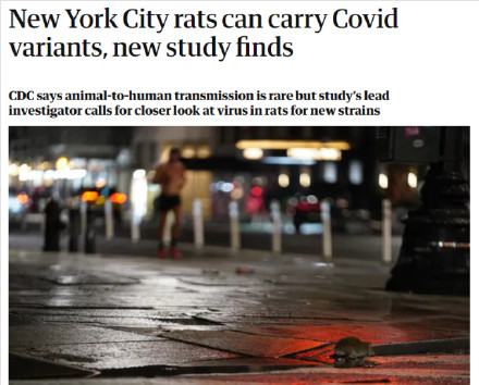 纽约上百万只老鼠或感染过新冠病毒