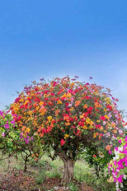 收藏！三亚花海打卡地