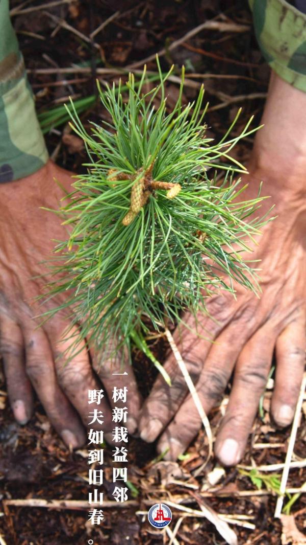 新华全媒+丨植树传统，从古诗中走来