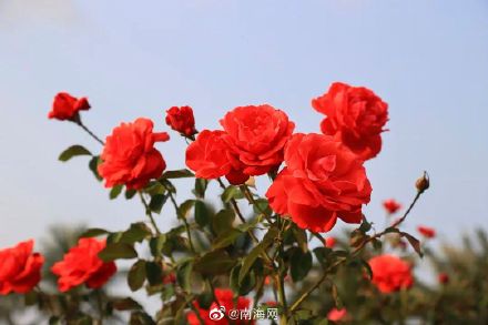 收藏！三亚花海打卡地