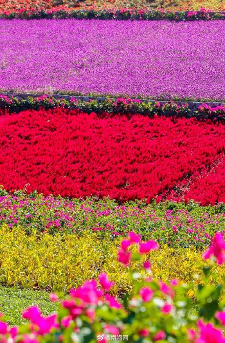 收藏！三亚花海打卡地