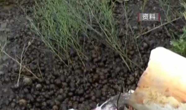 警惕！贵阳再现“入侵生物”，不要食用！不要食用！
