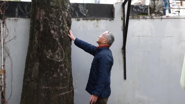 广玉兰、香樟、腊梅，它们扎根在这三家上海人心里，留住最深的乡愁 | 十分上海
