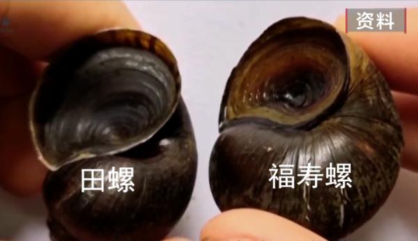 警惕！贵阳再现“入侵生物”，不要食用！不要食用！