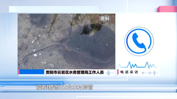 警惕！贵阳再现“入侵生物”，不要食用！不要食用！