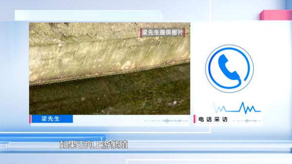 警惕！贵阳再现“入侵生物”，不要食用！不要食用！