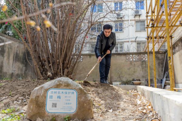 广玉兰、香樟、腊梅，它们扎根在这三家上海人心里，留住最深的乡愁 | 十分上海