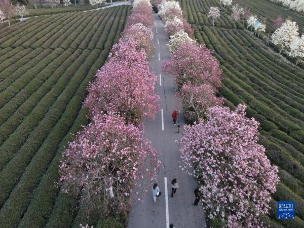 春到凤凰沟