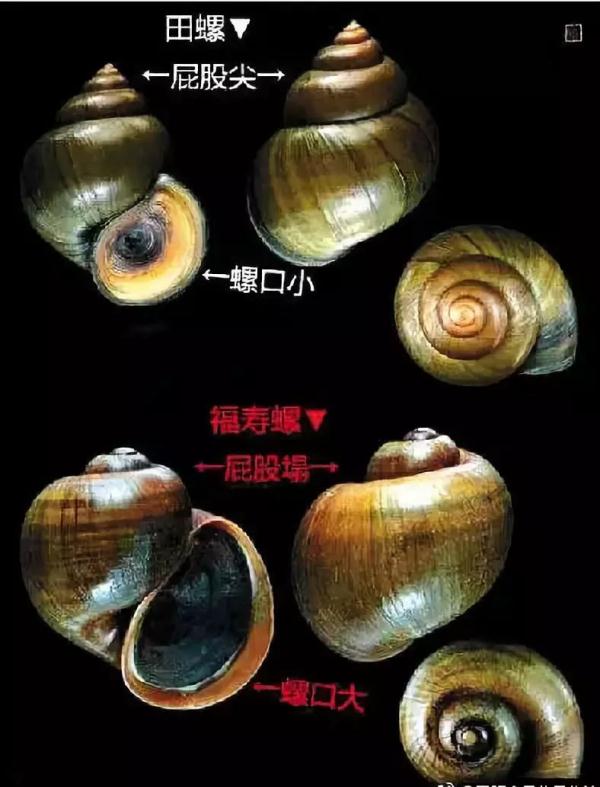 警惕！贵阳再现“入侵生物”，不要食用！不要食用！