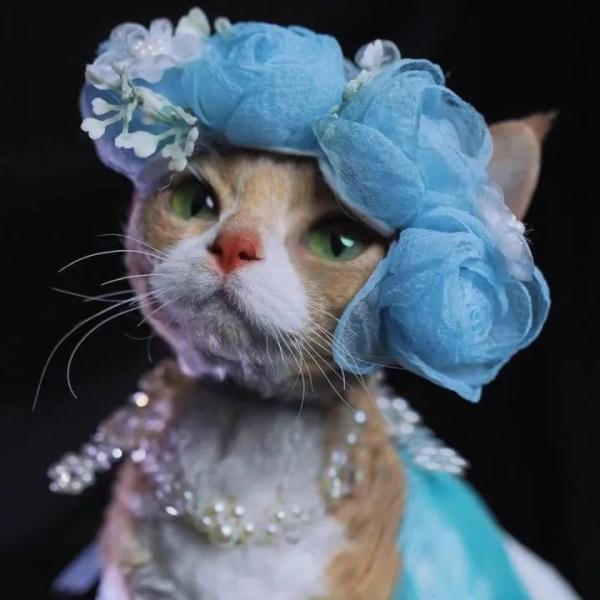 这只猫火出圈了！网友：竟能看出风华绝代！