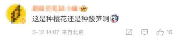 “螺蛳粉”樱花？！有，且就在杭州！