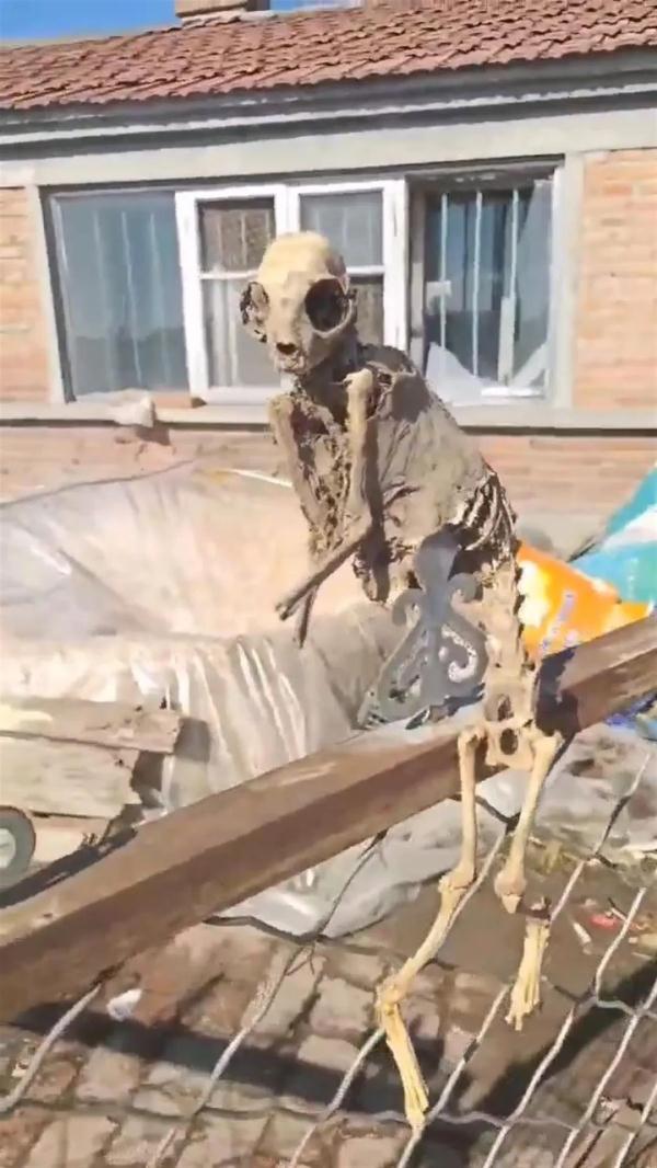 猫？猴子？外星人？旧房内惊现神秘骨架...