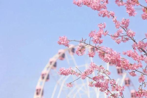 2天10万人涌入，树都不够用！上海顾村公园樱花树几乎都被占领拍照，网友热议