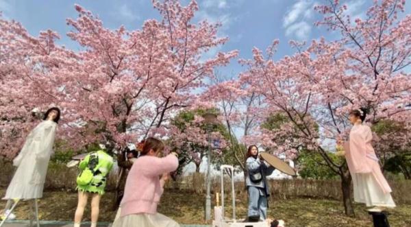 2天10万人涌入，树都不够用！上海顾村公园樱花树几乎都被占领拍照，网友热议