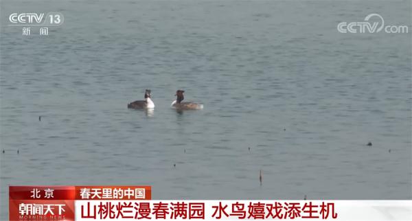 中国多地桃红柳绿 春光正好 生机萌动 中国多地桃红柳绿 春光正好 生机萌动