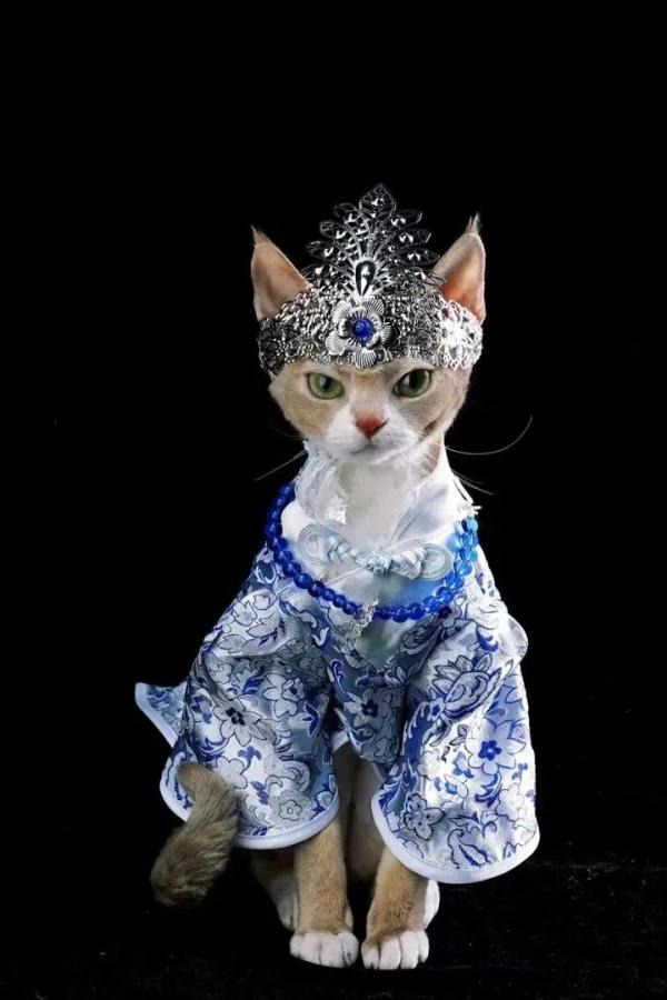 这只猫火出圈了！网友：竟能看出风华绝代！