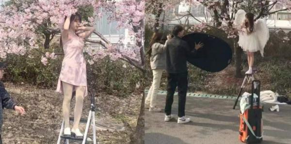 2天10万人涌入，树都不够用！上海顾村公园樱花树几乎都被占领拍照，网友热议