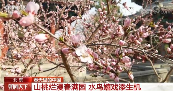 中国多地桃红柳绿 春光正好 生机萌动 中国多地桃红柳绿 春光正好 生机萌动