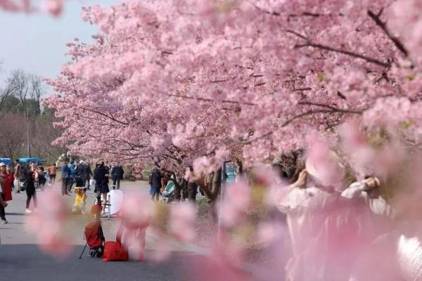 2天10万人涌入，树都不够用！上海顾村公园樱花树几乎都被占领拍照，网友热议