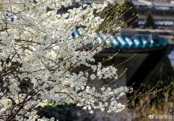 武汉大学樱花绽放，15日起可预约入校赏樱