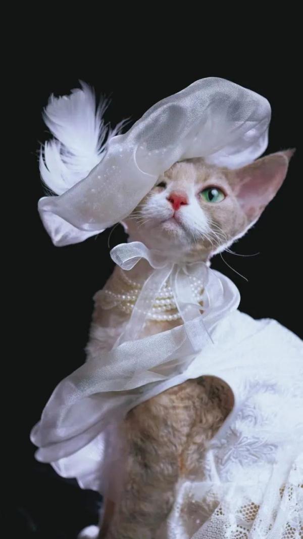 这只猫火出圈了！网友：竟能看出风华绝代！