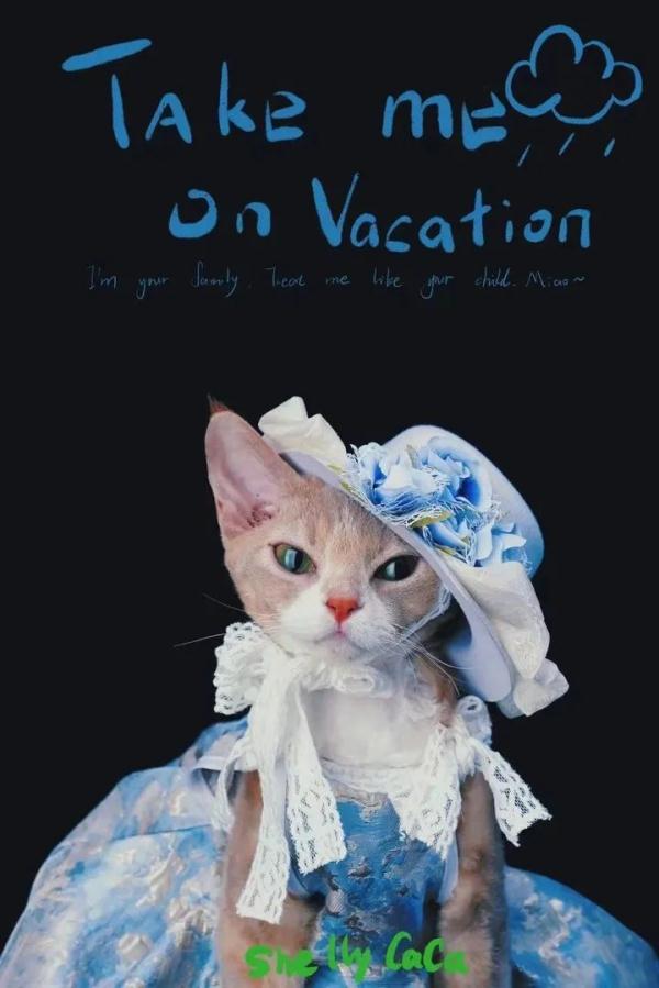 这只猫火出圈了！网友：竟能看出风华绝代！