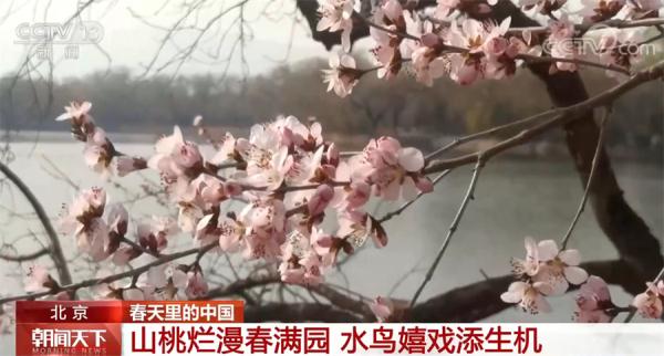 中国多地桃红柳绿 春光正好 生机萌动 中国多地桃红柳绿 春光正好 生机萌动