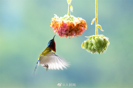 赏心悦目！国画中的鸟语花香原来是真的