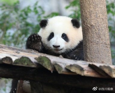 转发提醒!呼吁游客文明观赏大熊猫 转发提醒!呼吁游客文明观赏大熊猫