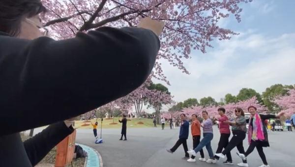 2天10万人涌入，树都不够用！上海顾村公园樱花树几乎都被占领拍照，网友热议