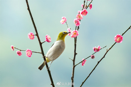 赏心悦目！国画中的鸟语花香原来是真的