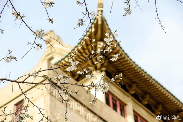 武汉大学樱花绽放，15日起可预约入校赏樱