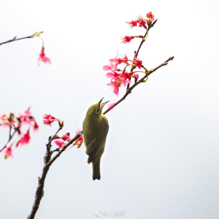 赏心悦目！国画中的鸟语花香原来是真的