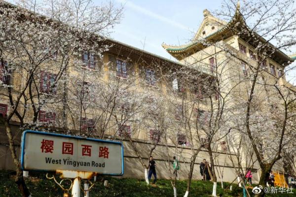 武汉大学樱花绽放，15日起可预约入校赏樱