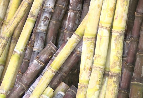 紧急提醒：不要吃！进入高峰期，严重可致死