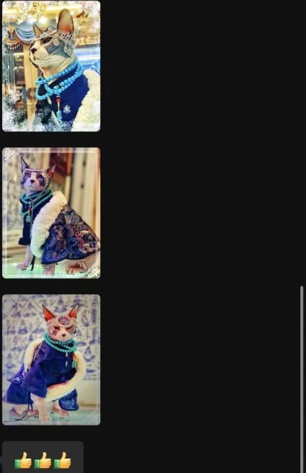 这只猫火出圈了！网友：竟能看出风华绝代！