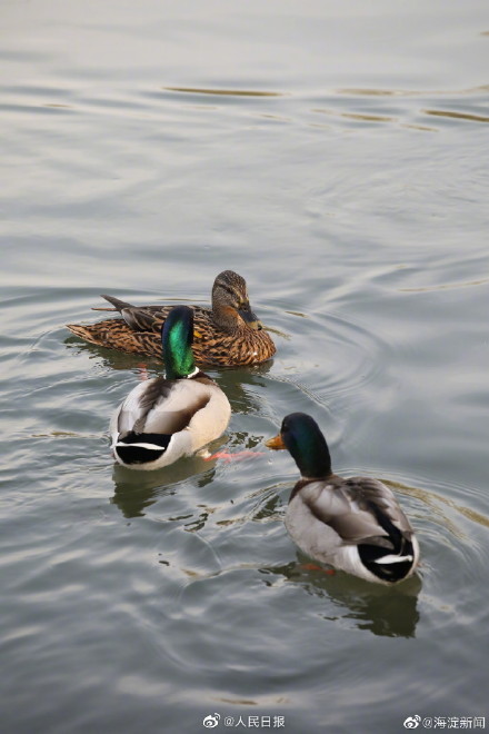 北京玉渊潭花开了